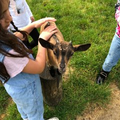 Children in the petting zoo