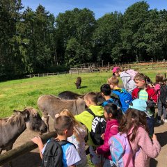 Children stroke donkeys