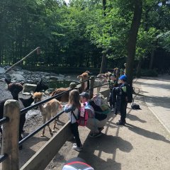 Niños en el recinto de las alpacas